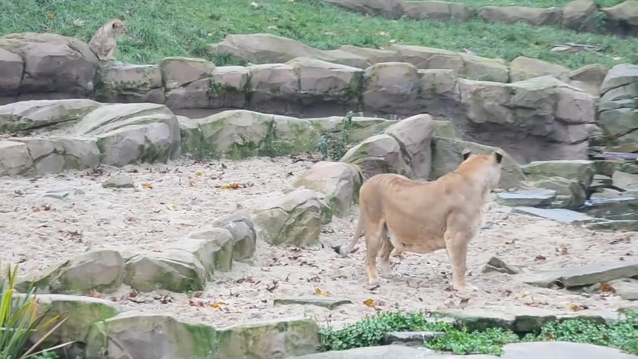 First meeting of lion cub Nestor with his father Victor @ Zoo Antwerpen