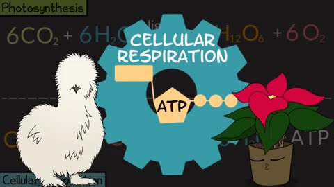 Process of photosynthesis