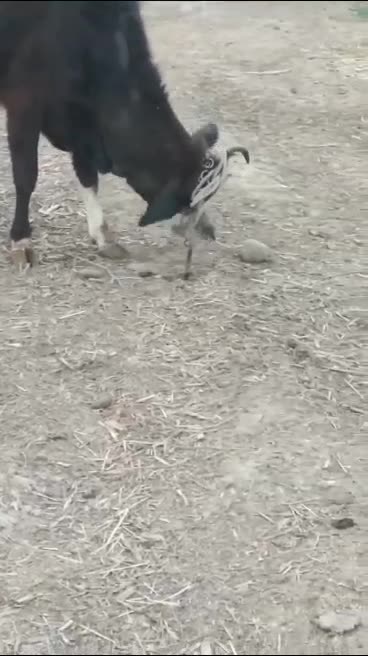 Cow in action.