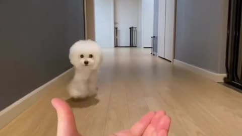 Ara 🐩Woah #woah #woahchallenge #foryou #tiktok #poodle #dogchallenge #dog #trick #dogtrick #이아라 #킴미소