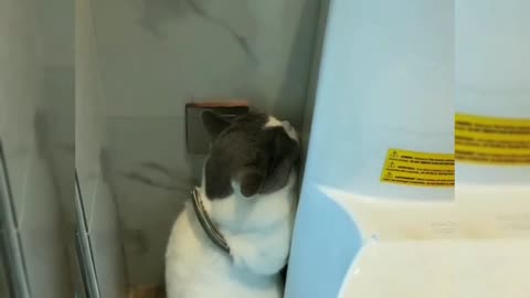 Cute pet funny video