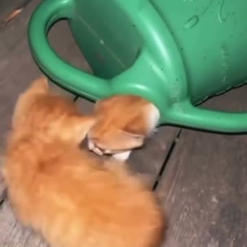 Cats in a Watering Can