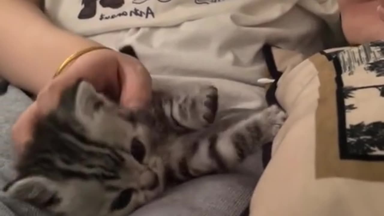 cute kitten