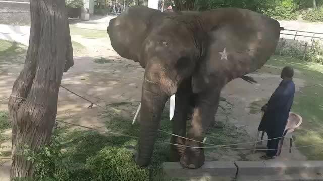 Elephant is grabbing money in Lahore Zoo