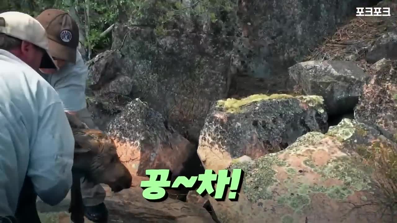 낚시하러 왔는데...새끼 무스를 건진 낚시꾼들