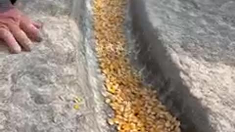 Life hack: homemade grinder with rolling rock