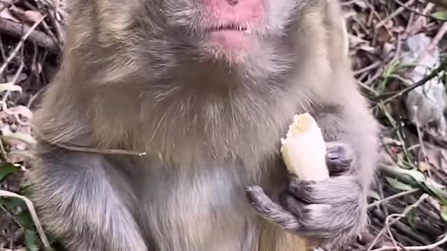 Monkey style is an African style