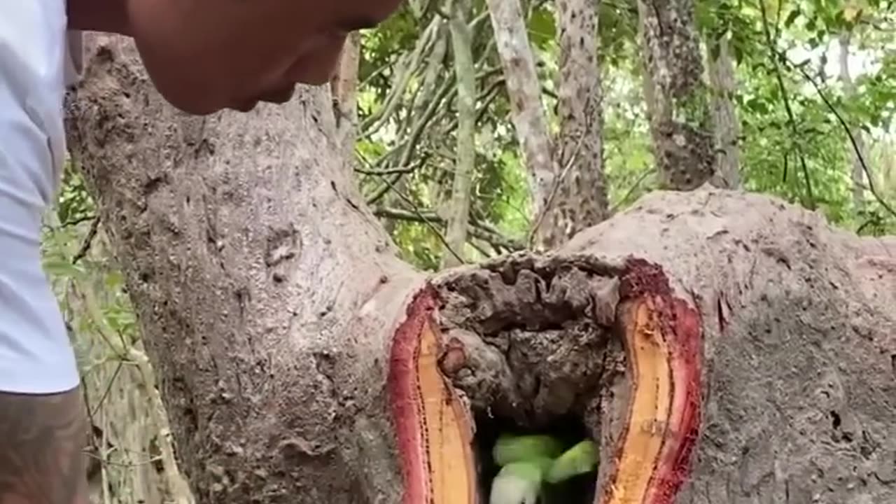 parrot 🦜 in tree