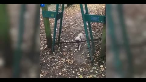 Funny animals -006