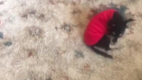 Puppy Has Hilarious Reaction To His First Sweater