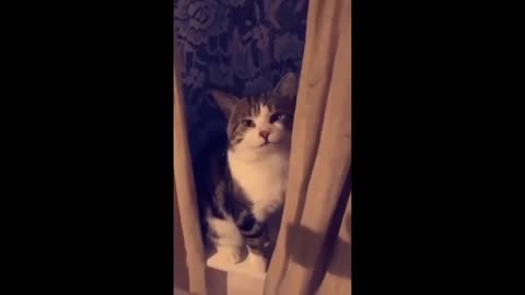 Funny and Cute Cats and Dogs Videos 😺🐶 - Best Funniest Animals Video 2024 😂