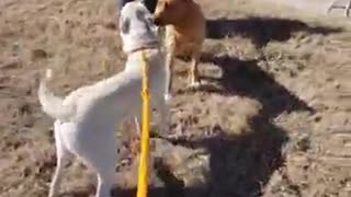 #14 female white GSD #27 male red lab mix Feb2022