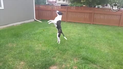 Prank Pets | Funny Pet Video Compilation 2023
