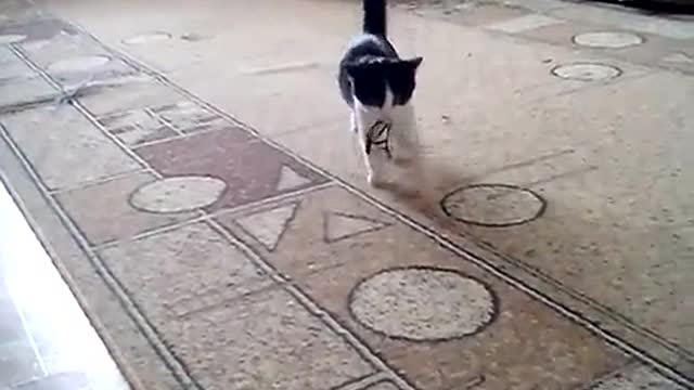 cat trained like a dog