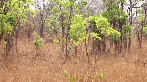 Vultures help monitor poachers at Zambian park