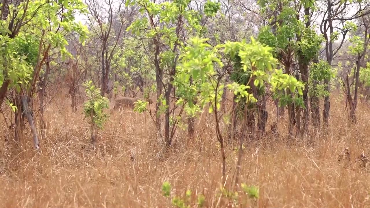 Vultures help monitor poachers at Zambian park