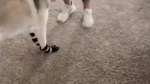 Funy animal video