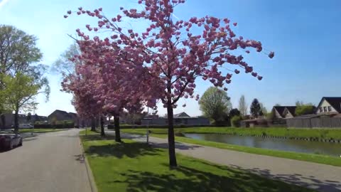 Tulips in the Netherlands _ Dutch spring 2022