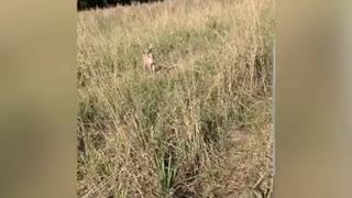 Wild Baby whitetail deer chases truck like a dog