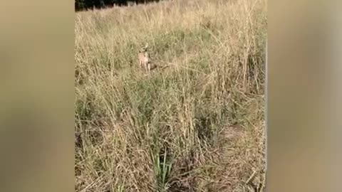 Wild Baby whitetail deer chases truck like a dog