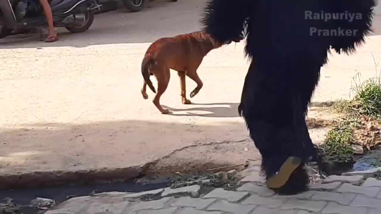 Dog Prank Funny Video | dog and fake bear #6