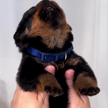 Howling at the moon 🤣🤣😍😍🙏