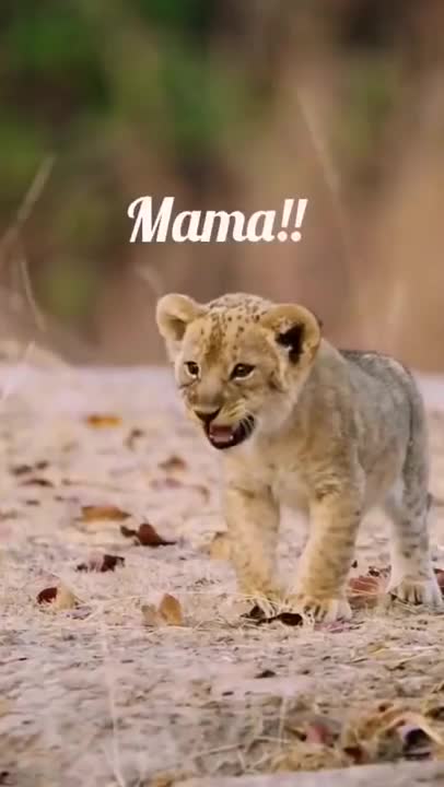 cute lion