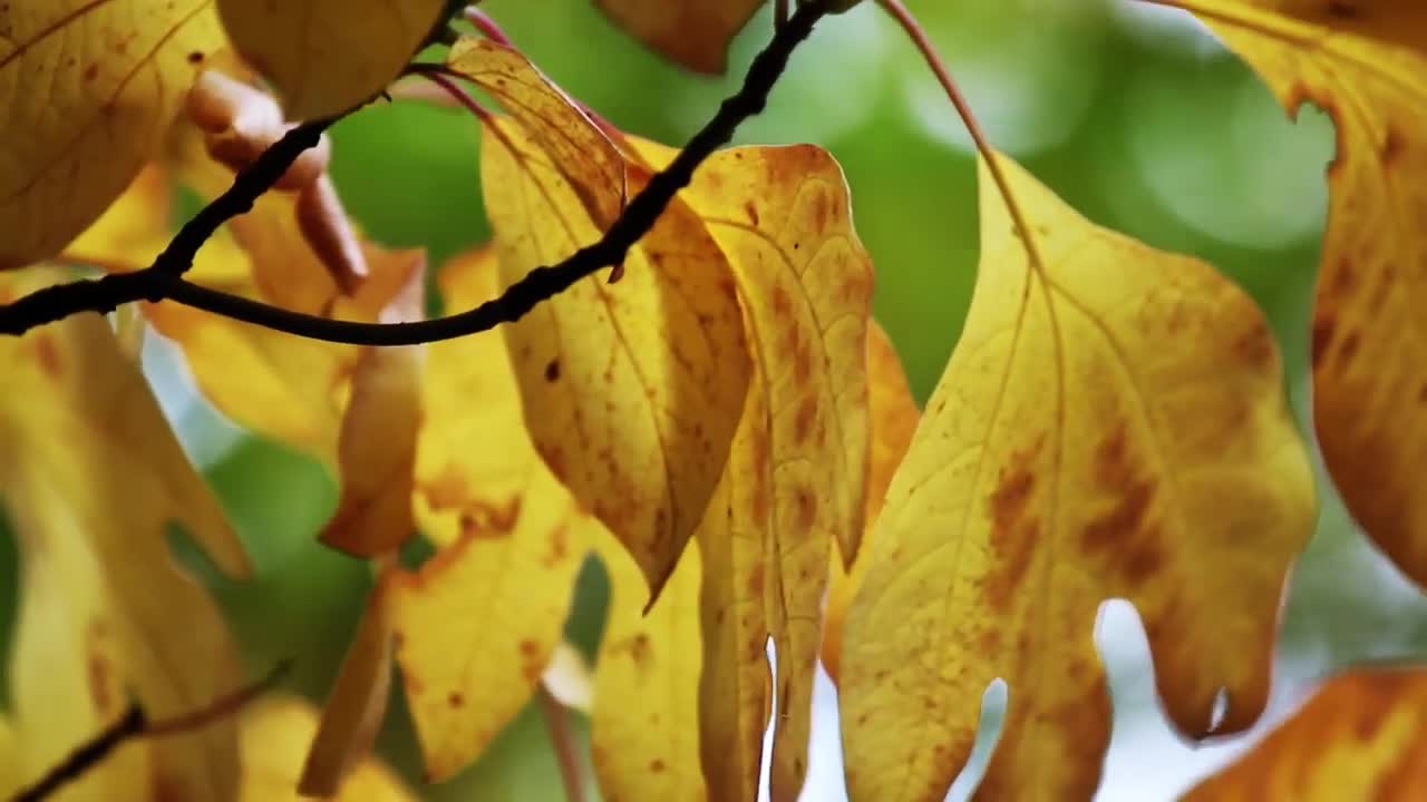 Fall Leaves (Free to Use HD Stock Video Footage)