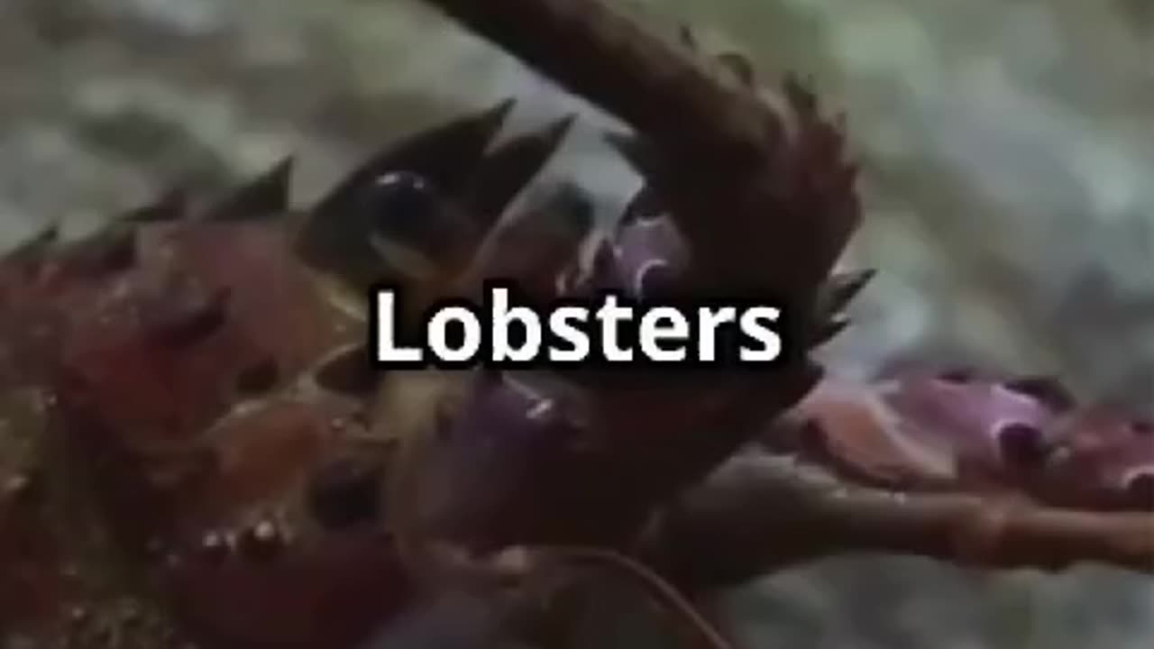 Lobsters: Ocean's Nocturnal Warriors!