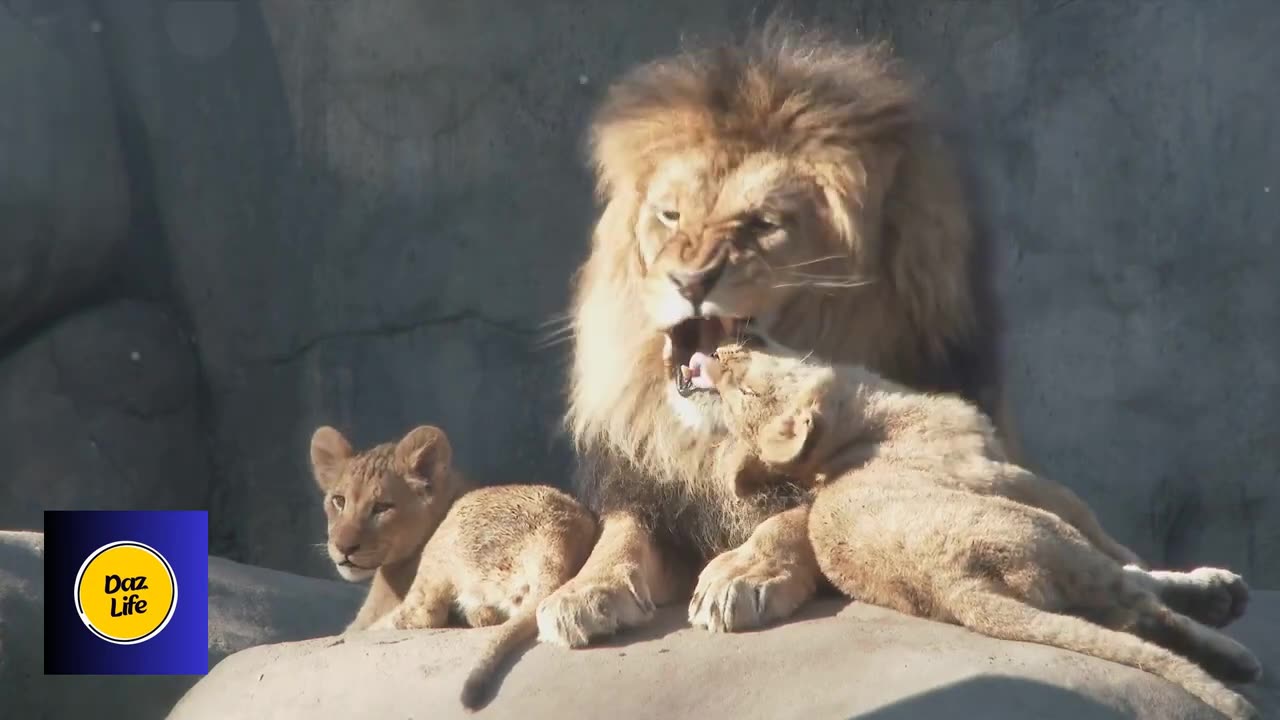 The Majestic World of Lions