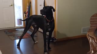 Great Dane barking