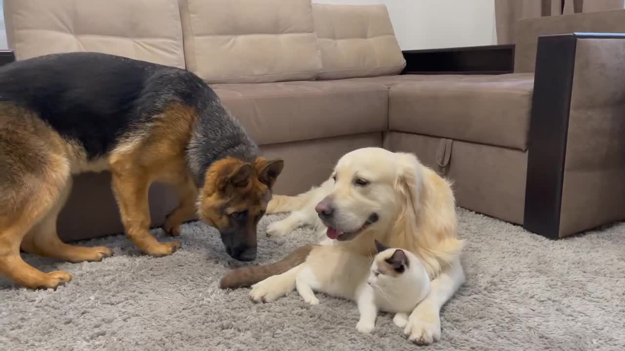 Golden Retriever and German Shepherd Puppy think a Kitten is a Broken Dog!