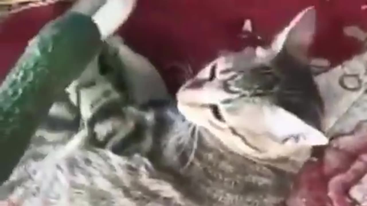 Funny Moments with Cats part49#shorts