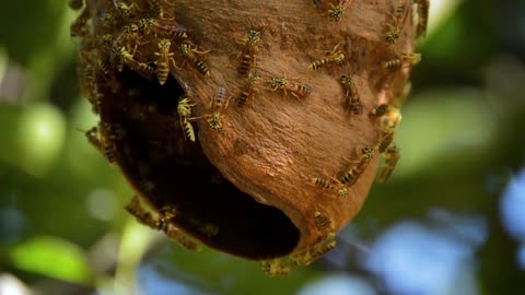 Collection of bees
