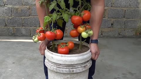 How to Grew Potatoes And Tomatoes On The Same Plant