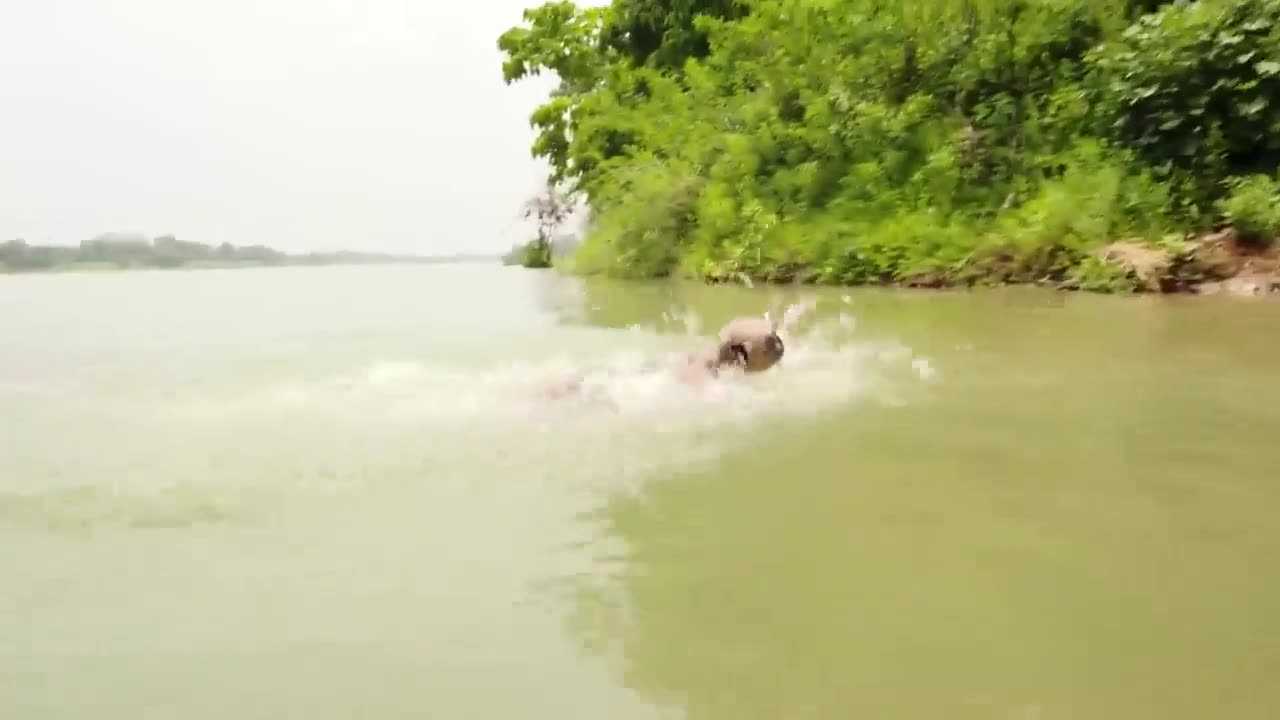 Baby- Cute- Monkey- River- Bathing