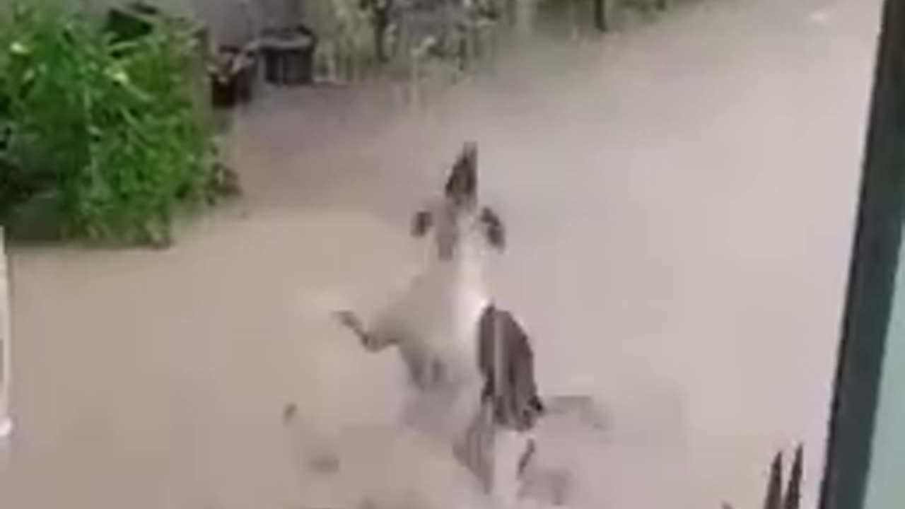Virel dog | Doggy Enjoying Rain