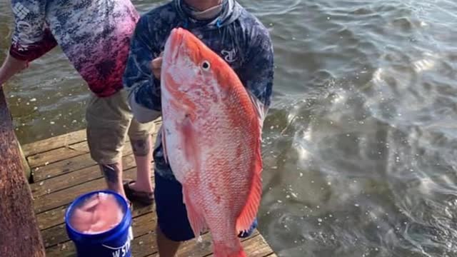 @nickstrayham hittin the ol fashion whack and stack in the #gulfofamerica