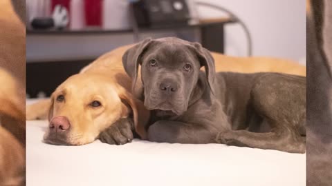 Cane Corso Puppies Autopsy Report