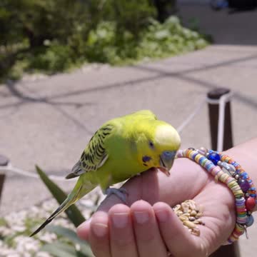 Feed the beautiful lovebirds