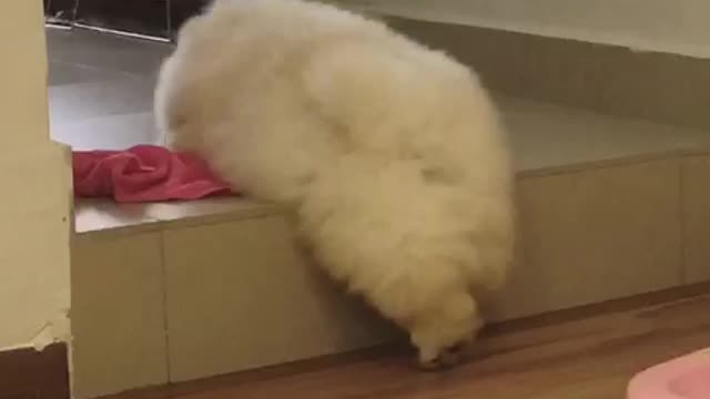 Fluffy chow chow puppy conquers high step