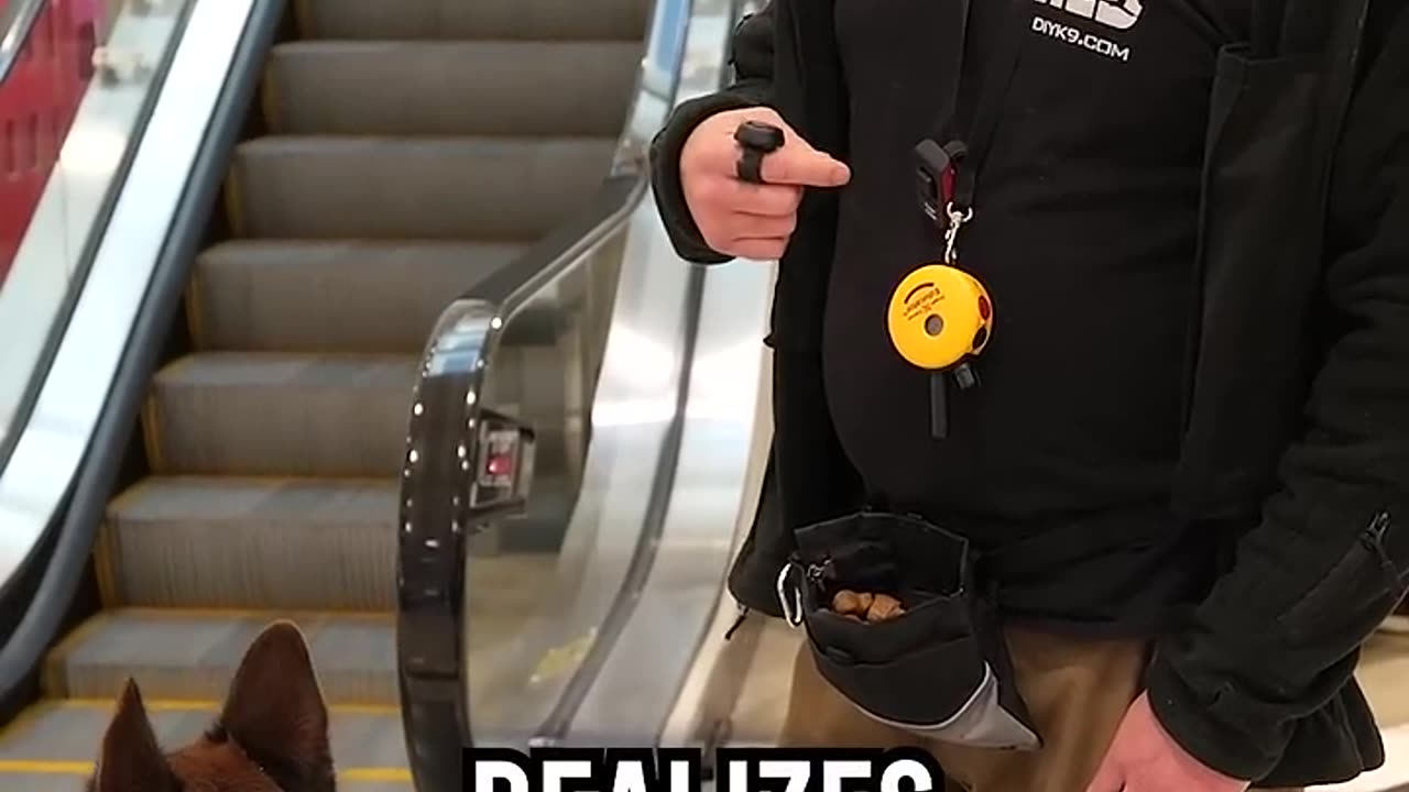 How to Prepare Your Dog for Escalators