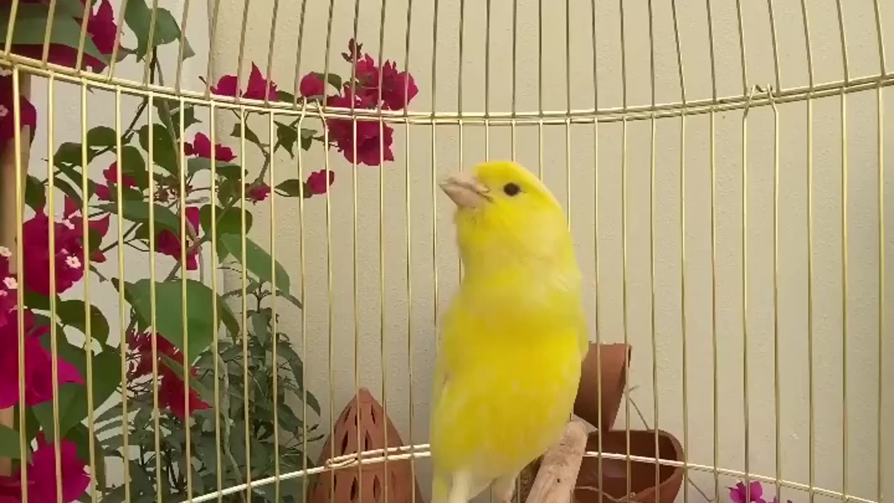 Cute bird video