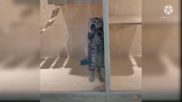 Baby cat dancing,cute cat