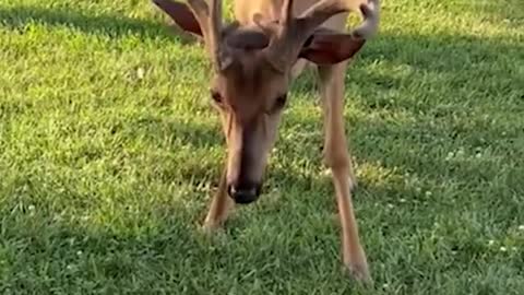 Tiny kitten befriends deer