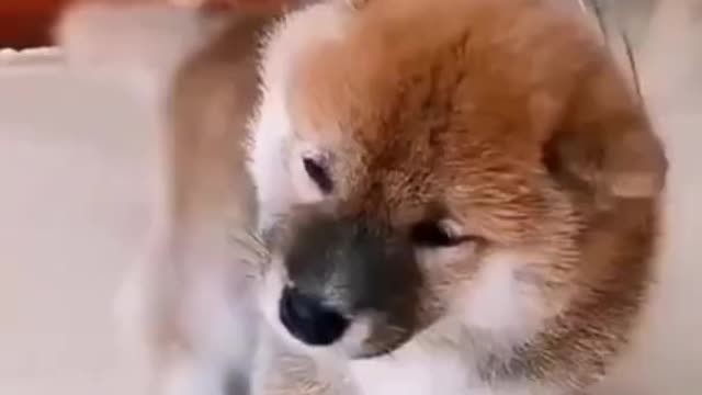 FUNNY PUPPIES STRONG VIDEOS