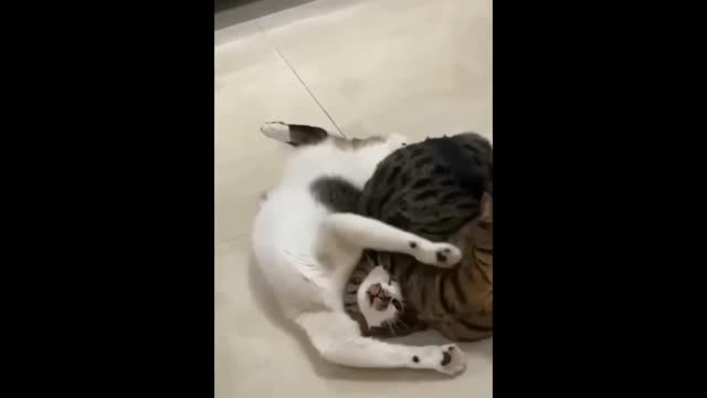 Try not to laugh 😍 funny cats and dogs 😂 funny animals