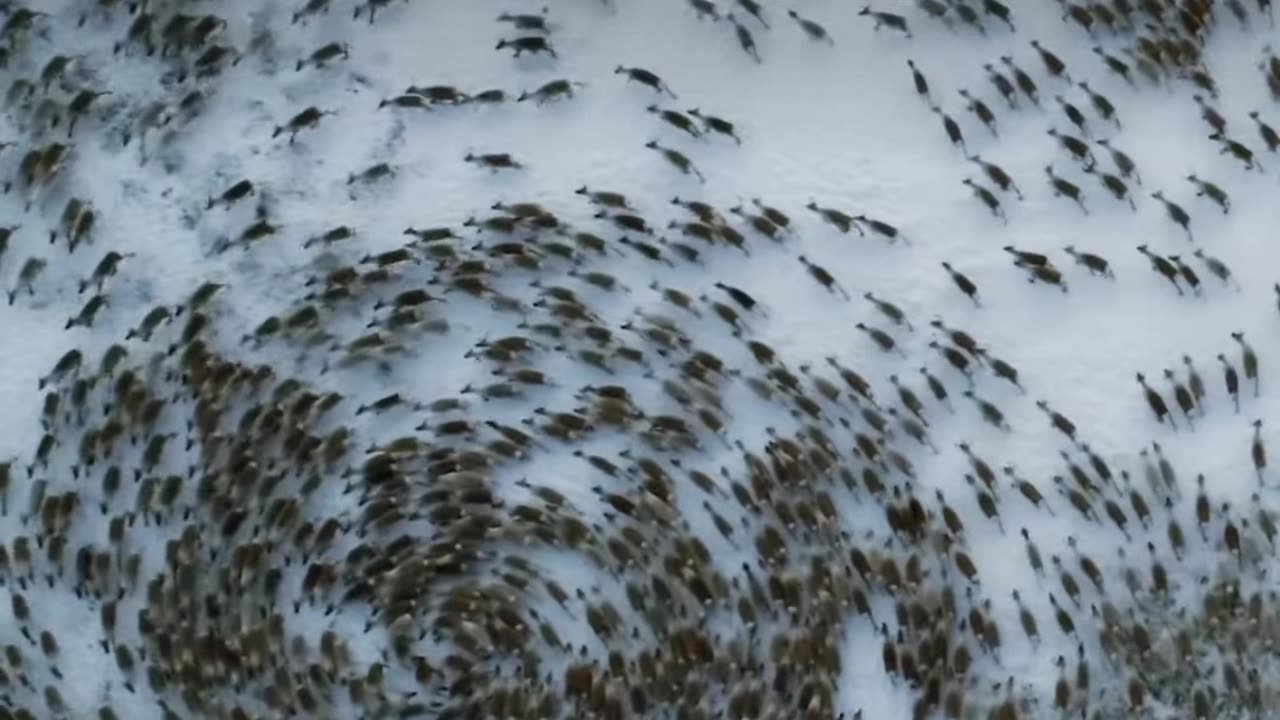 Mesmerizing Reindeer Cyclone Smithsonian Channel