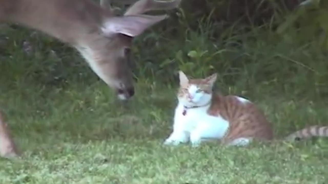 Funny cat video