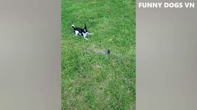 Funniest Animals Video Funny CATS And DOGS